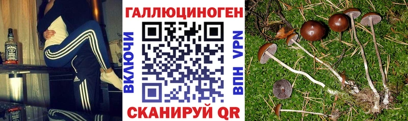 omg ТОР  Жуков  Галлюциногенные грибы Magic Shrooms  цены наркотик 